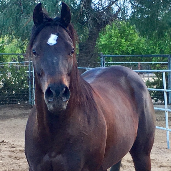 Meet your Posher, Tilly - Picture 1 of 1